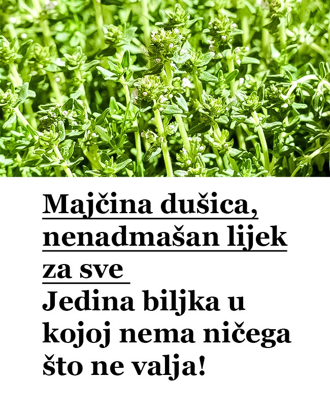 Maj Ina Du Ica Nenadma An Lijek Za Sve Jedina Biljka U K J J Nema Ni Ega T Ne Valja